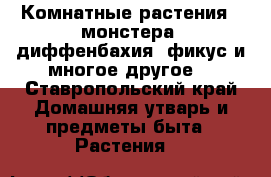 Комнатные растения ( монстера, диффенбахия, фикус и многое другое) - Ставропольский край Домашняя утварь и предметы быта » Растения   